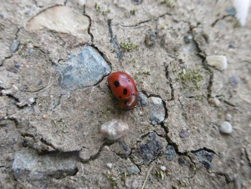 Gonioctena fornicata